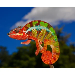 Furcifer pardalis “Ambilobe”