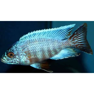 Aulonocara sp. Turquoise