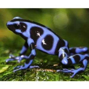 Dendrobates Auratus Superblue