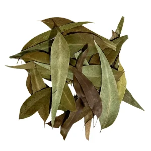 Eucalyptus Leaves