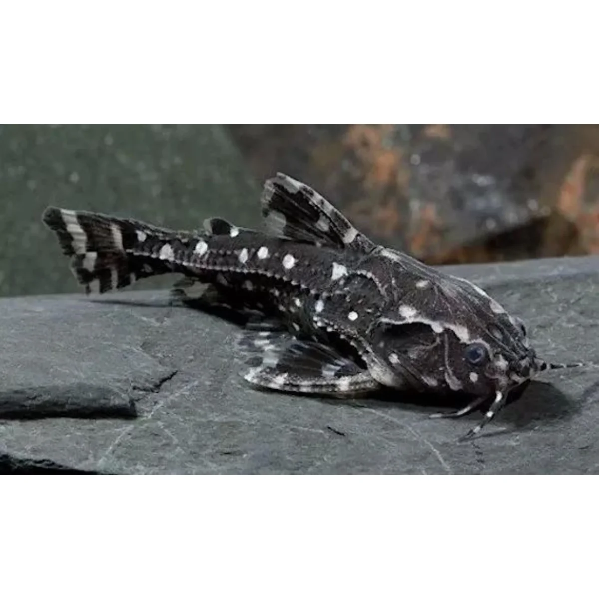 Agamyxis albomaculatus - immagine 2