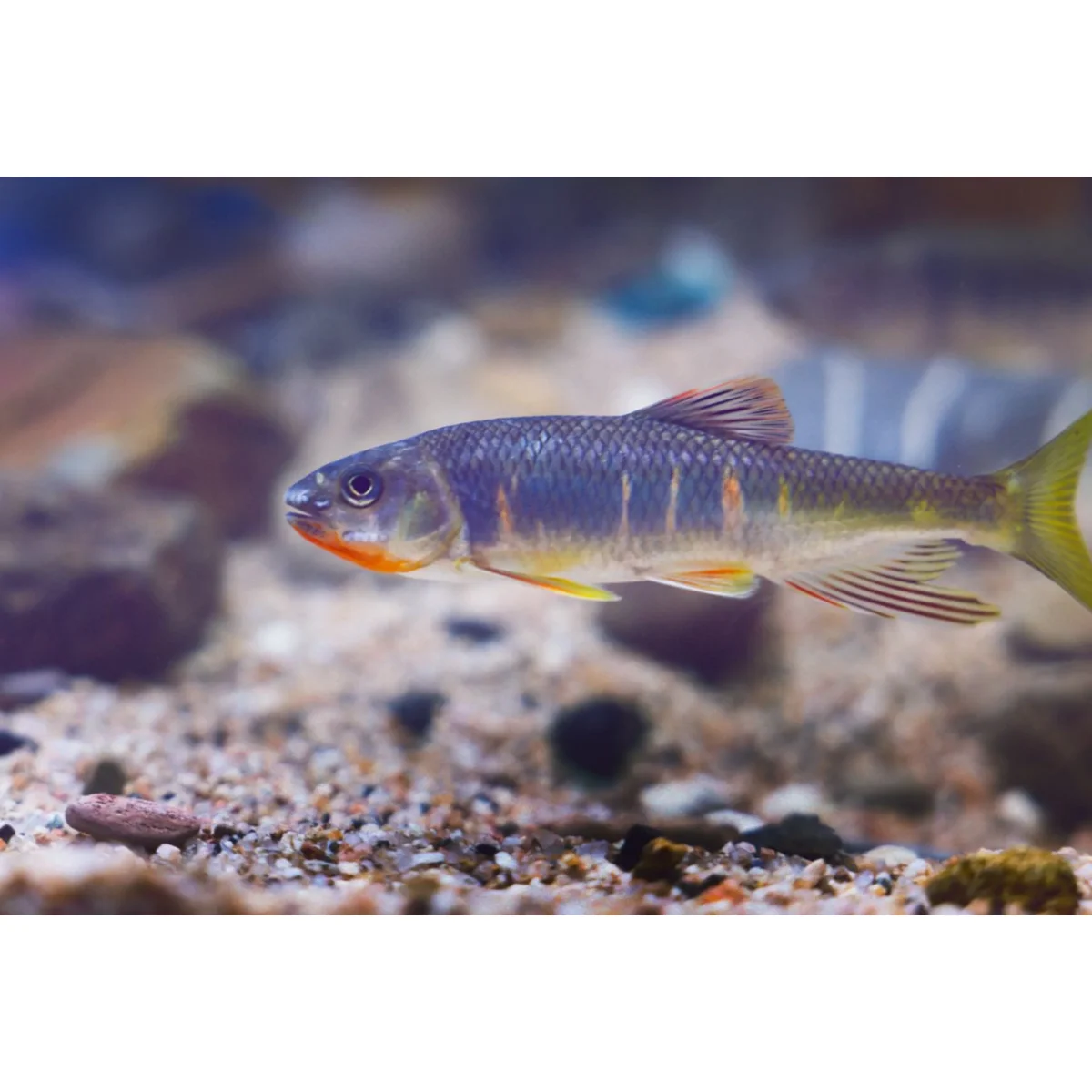 Zacco macrolepis - immagine 2