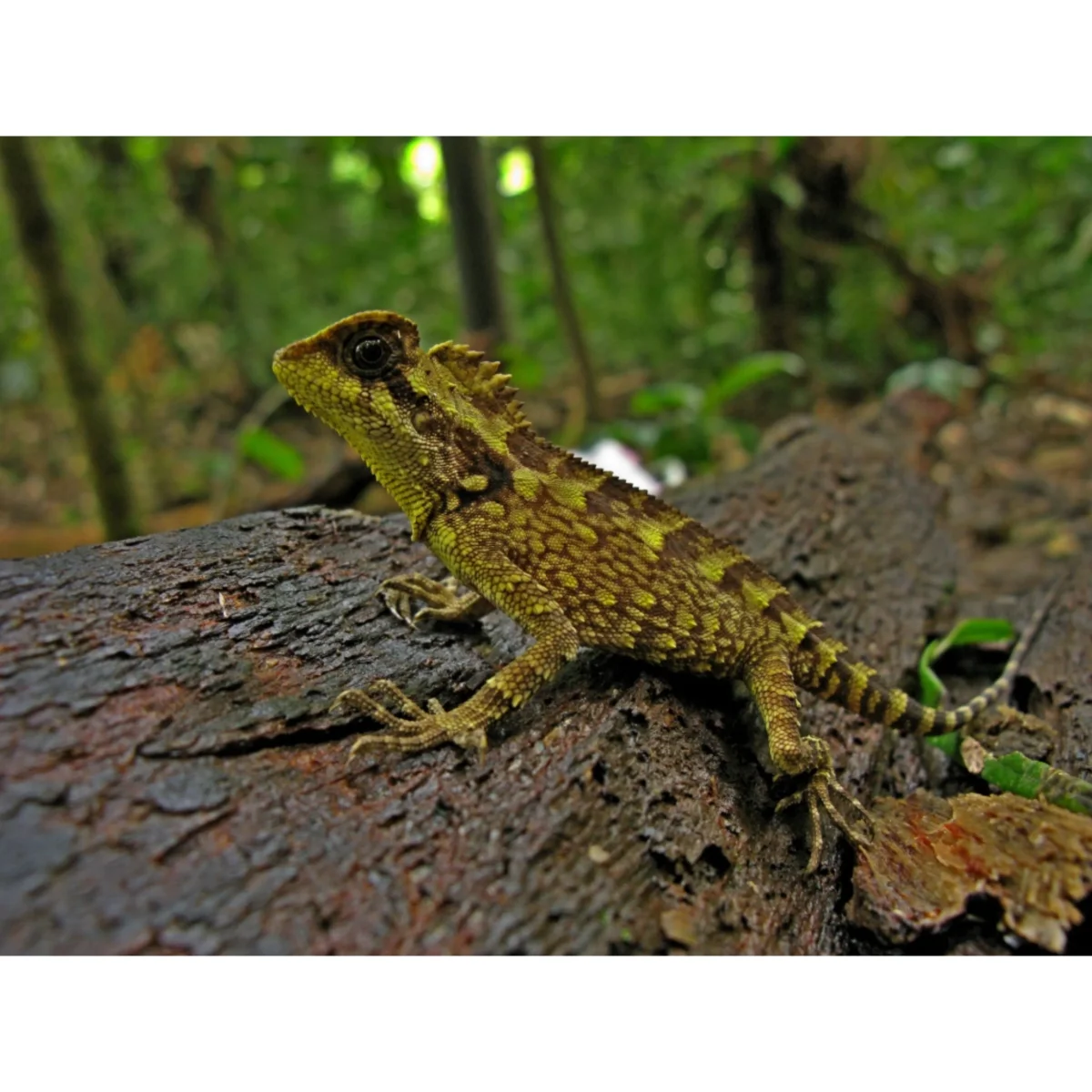 Gonocephalus kuhlii - immagine 2