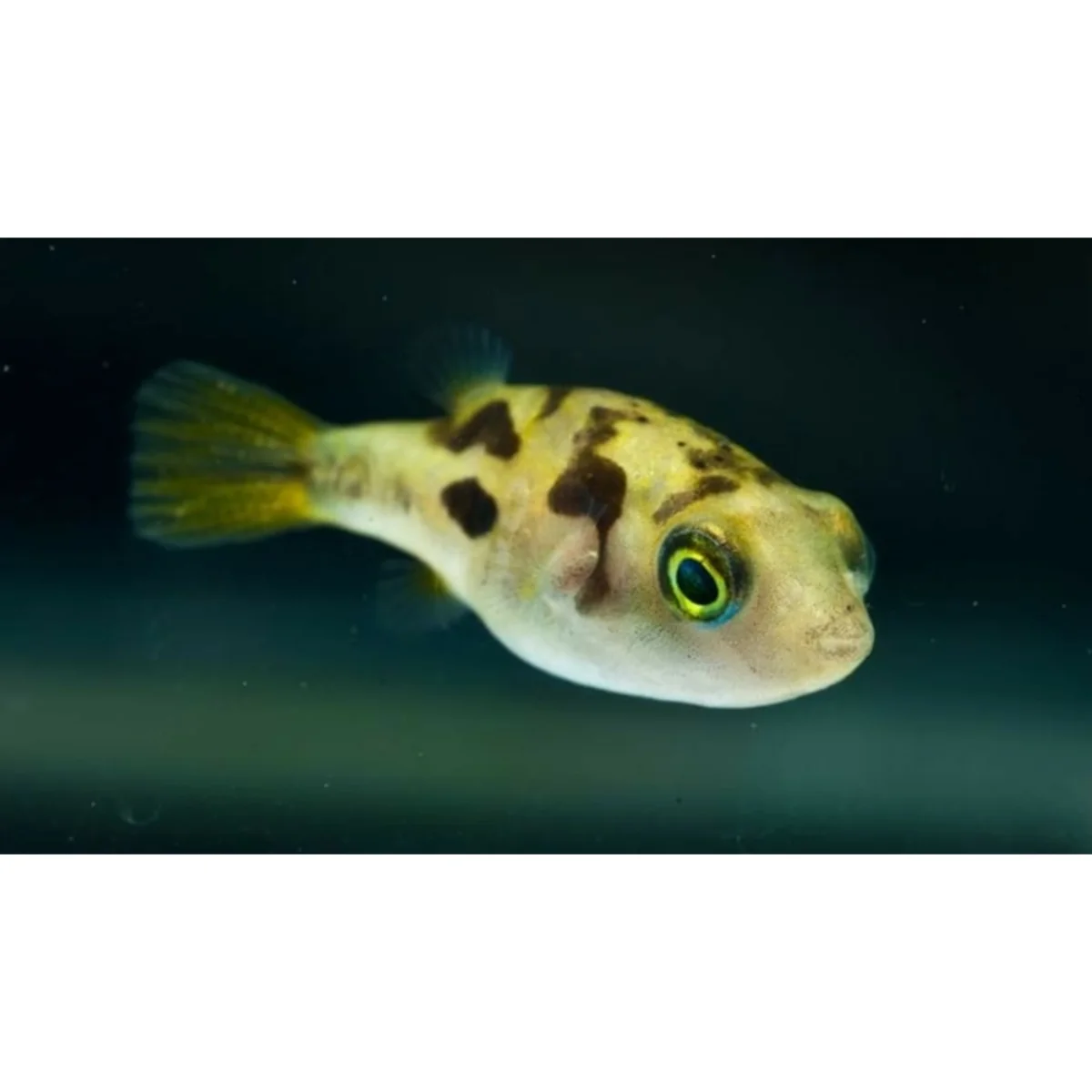 Tetraodon travancoricus - immagine 2