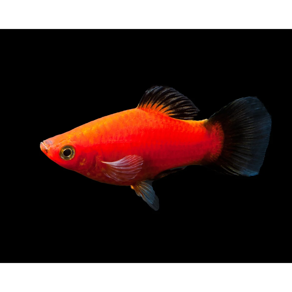 Xiphophorus maculatus (platy) “Red” - immagine 2