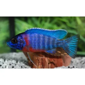 Aulonocara stuartgrandi red flash