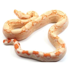 Boa constrinctor albino jungle