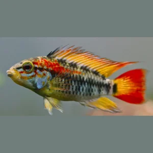 Apistogramma Macmasteri
