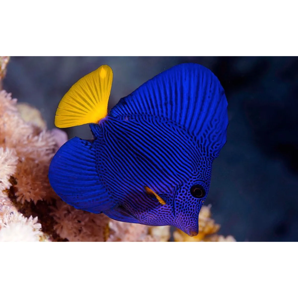 Zebrasoma xanthurum - immagine 3