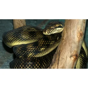 Morelia amethistina merauke