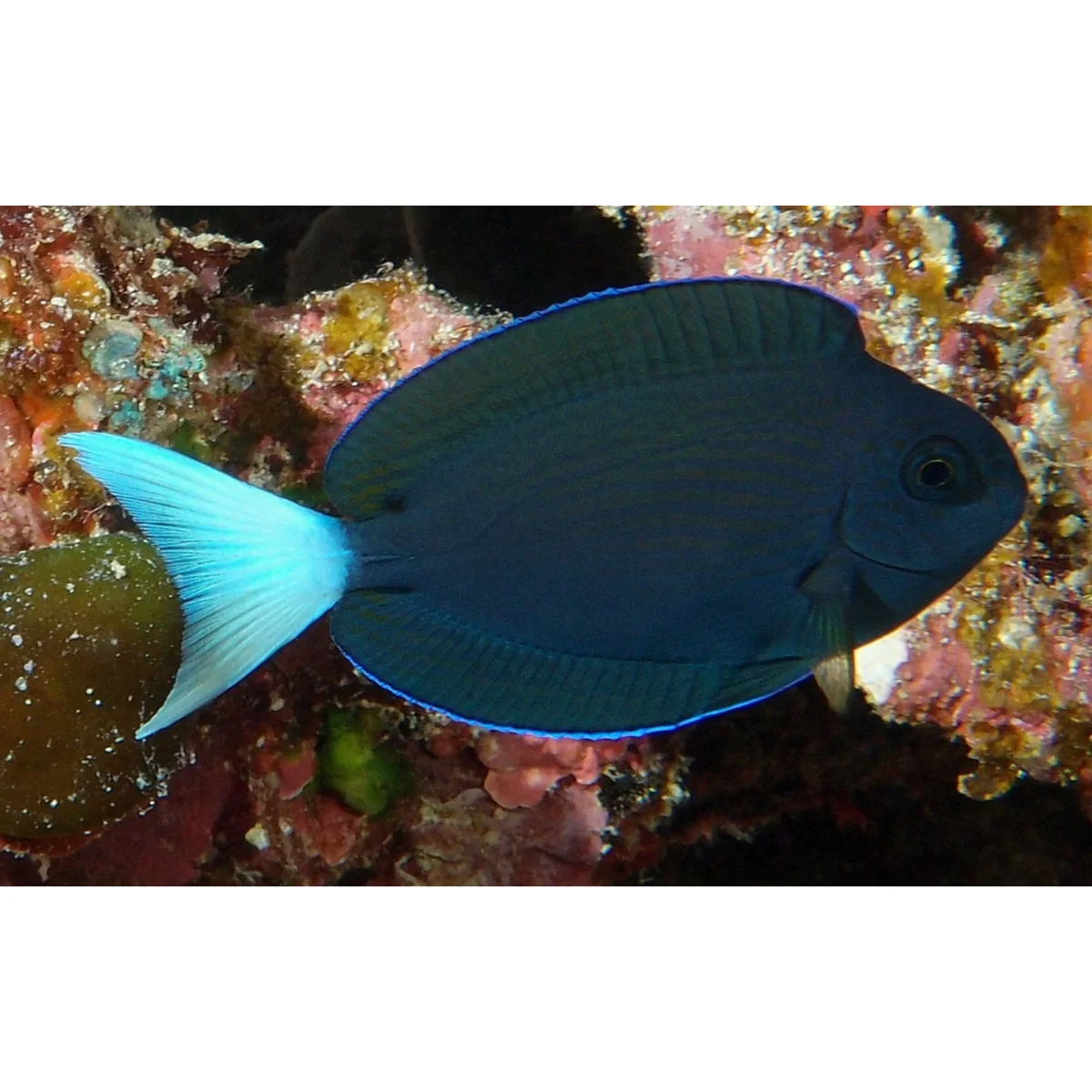 Acanthurus thompsoni - immagine 3
