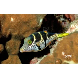 Canthigaster valentini