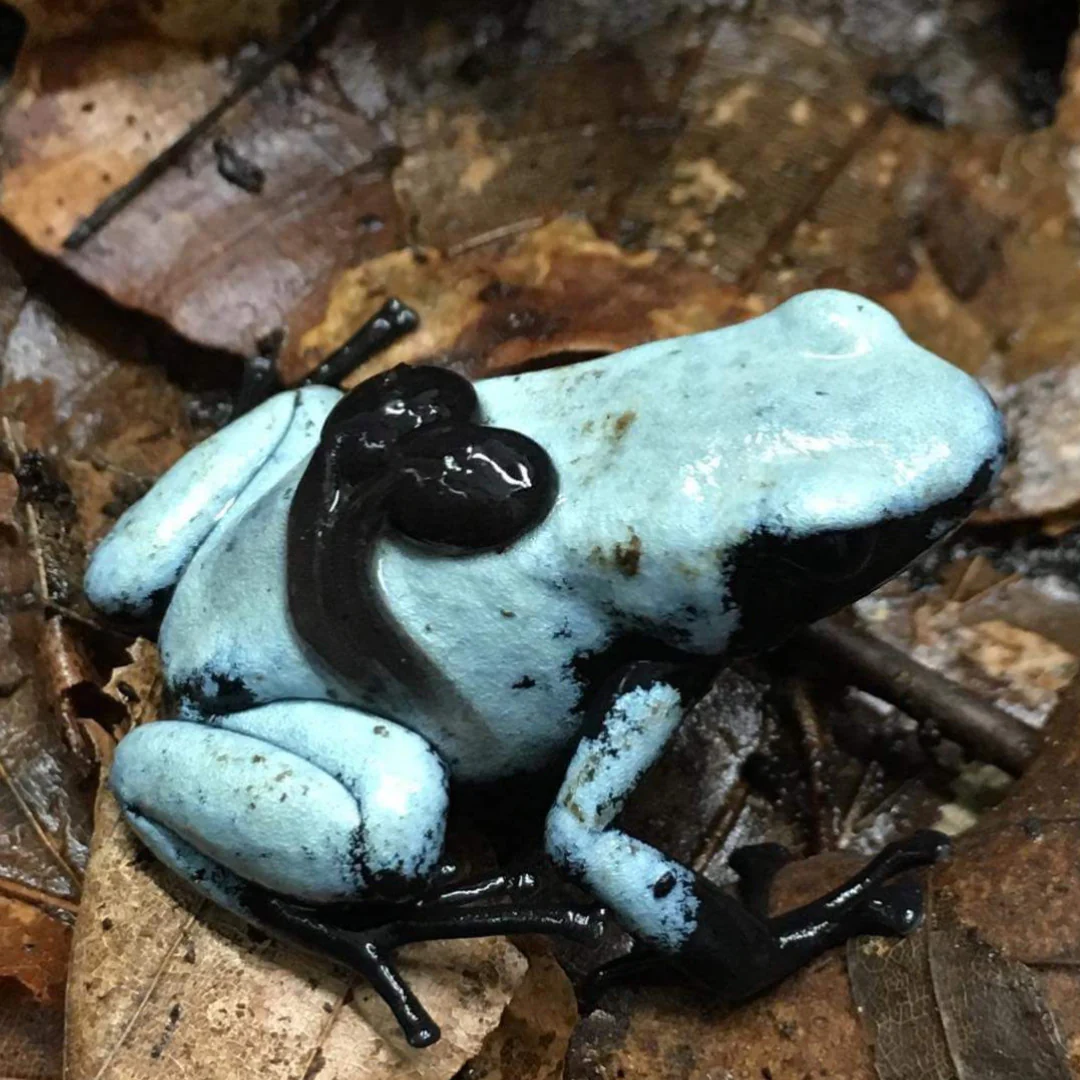 Adelphobates Galactonotus “Moonshine blue” - immagine 3