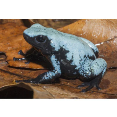 Adelphobates Galactonotus “Moonshine blue” - immagine 2