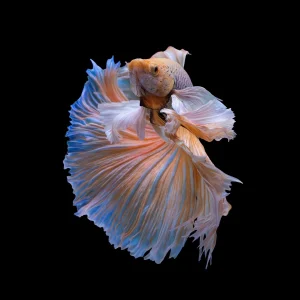 Betta Splendens Halfmoon mix