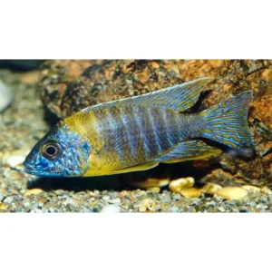 Aulonocara Korneliae