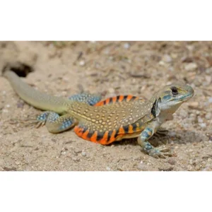 Leiolepis rubritaeniata