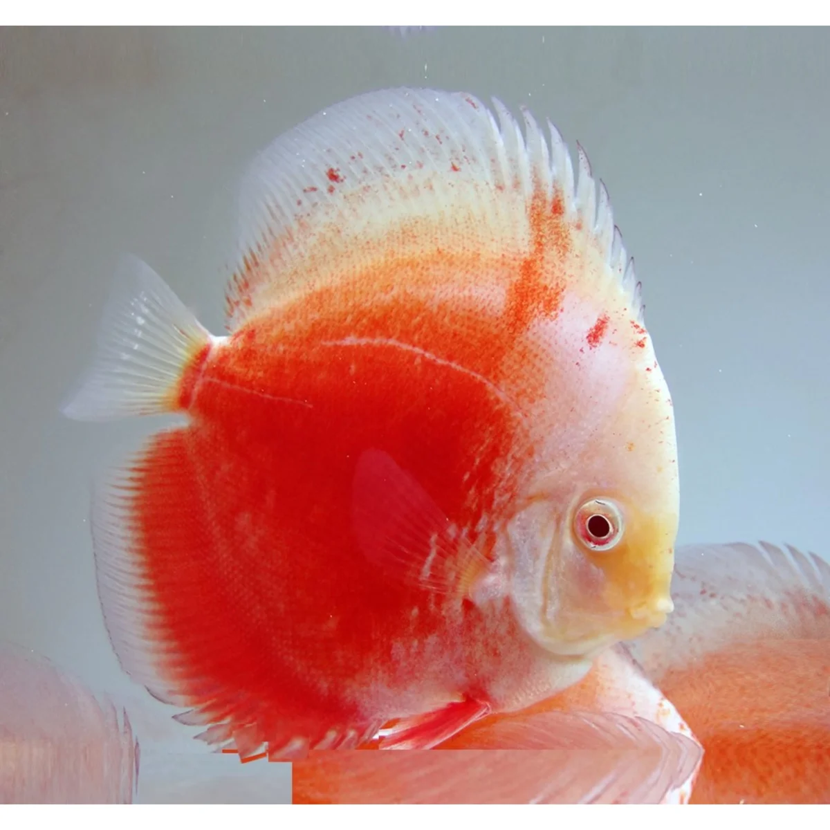Symphysodon Discus Red Valentine - immagine 3