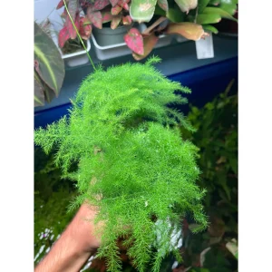 Asparagus plumosus