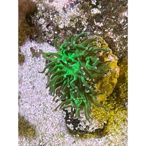 Euphyllia glabrescens