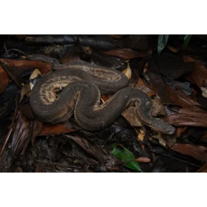 Acrochordus javanicus baby