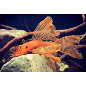 Ancistrus sp super red long fin