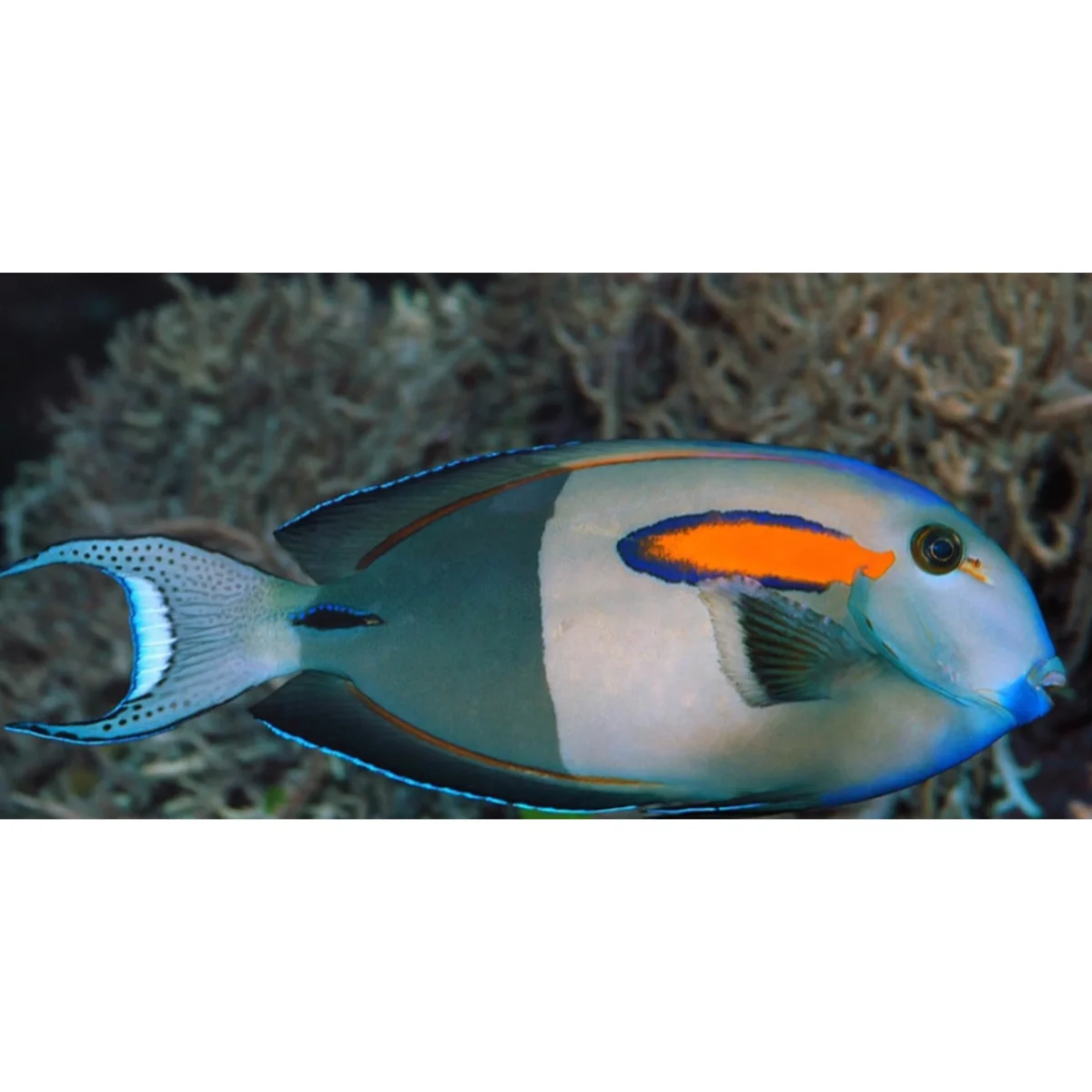 Acanthurus olivaceus - immagine 5