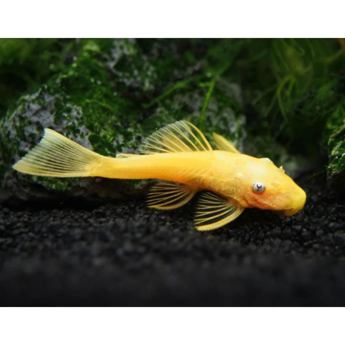 Ancistrus lemon L144 - immagine 2