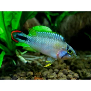 Apistogramma Pandurini