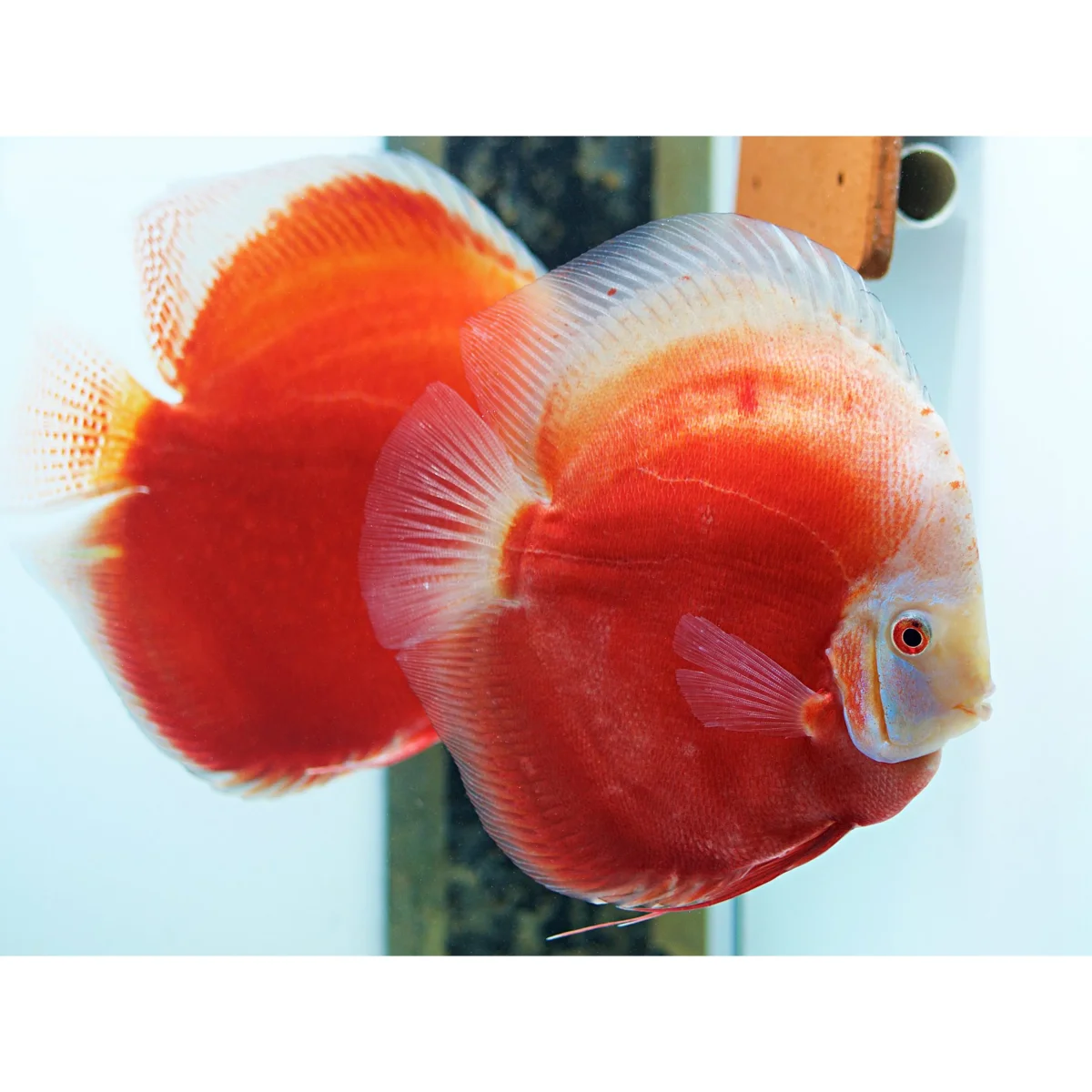 Symphysodon Discus Red Valentine