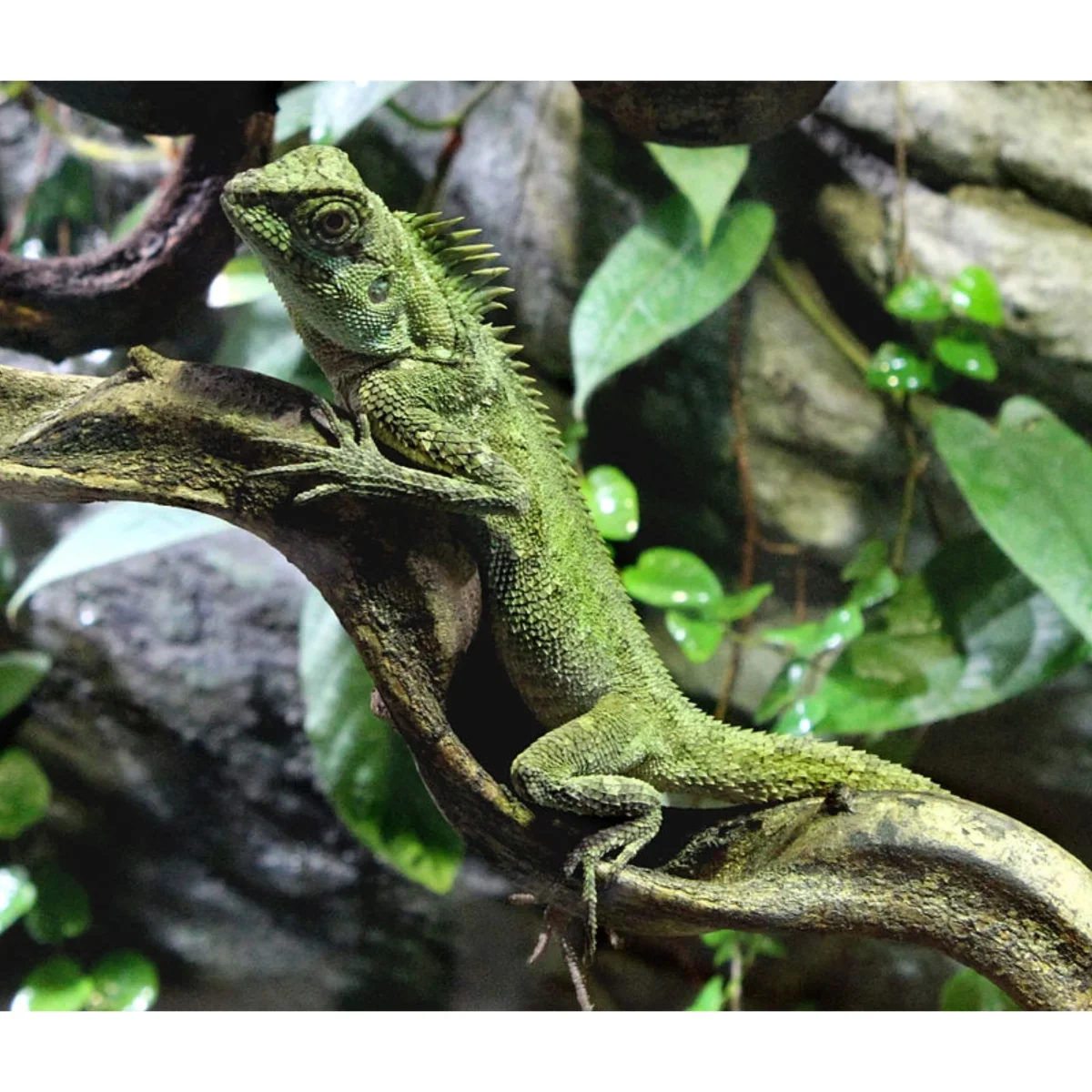 Acanthosaura capra - immagine 3