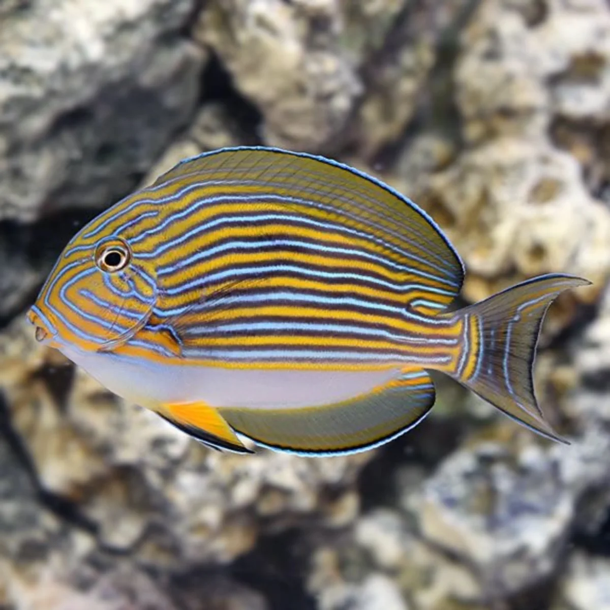 Acanthurus lineatus - immagine 3