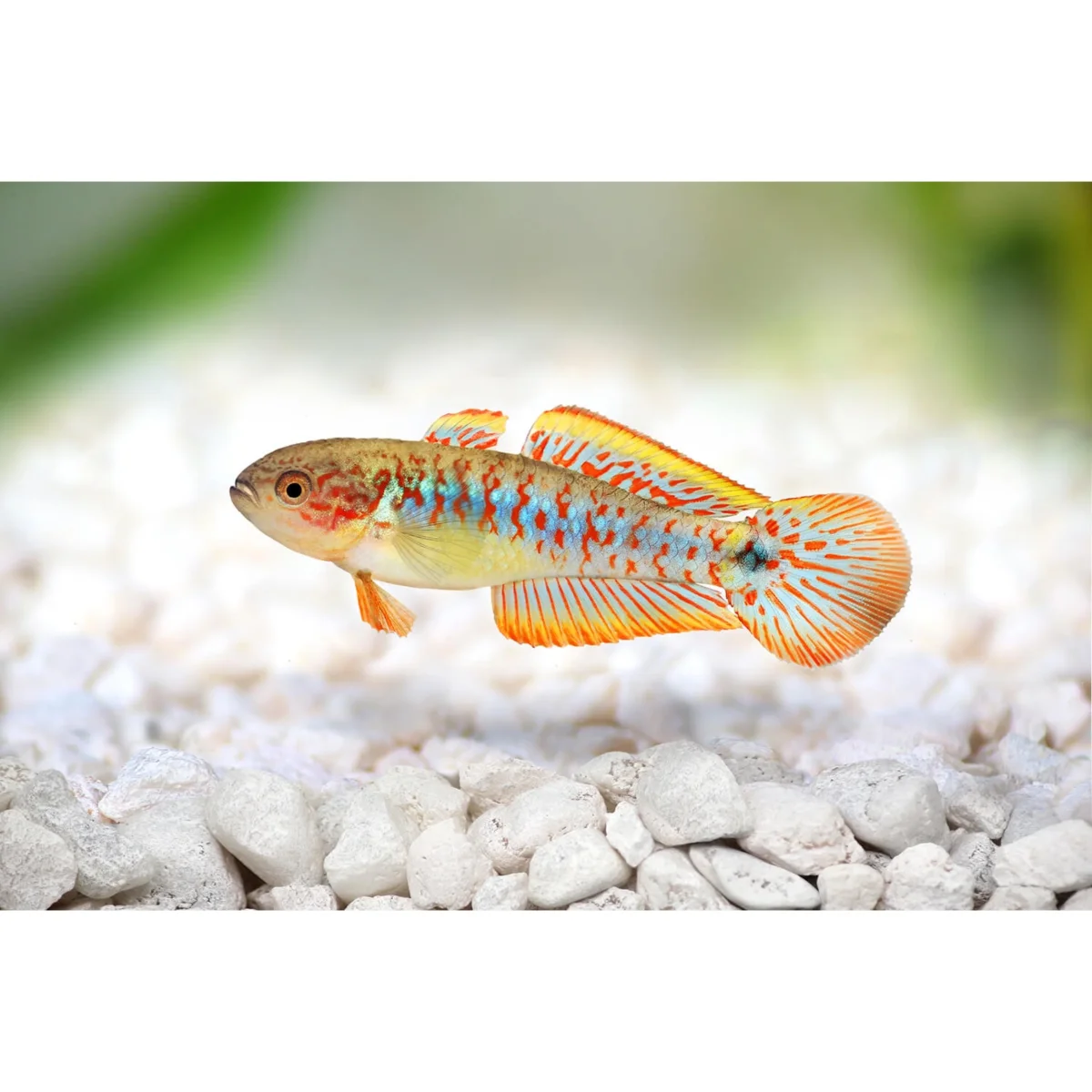 Tateurdina ocellicauda - immagine 2