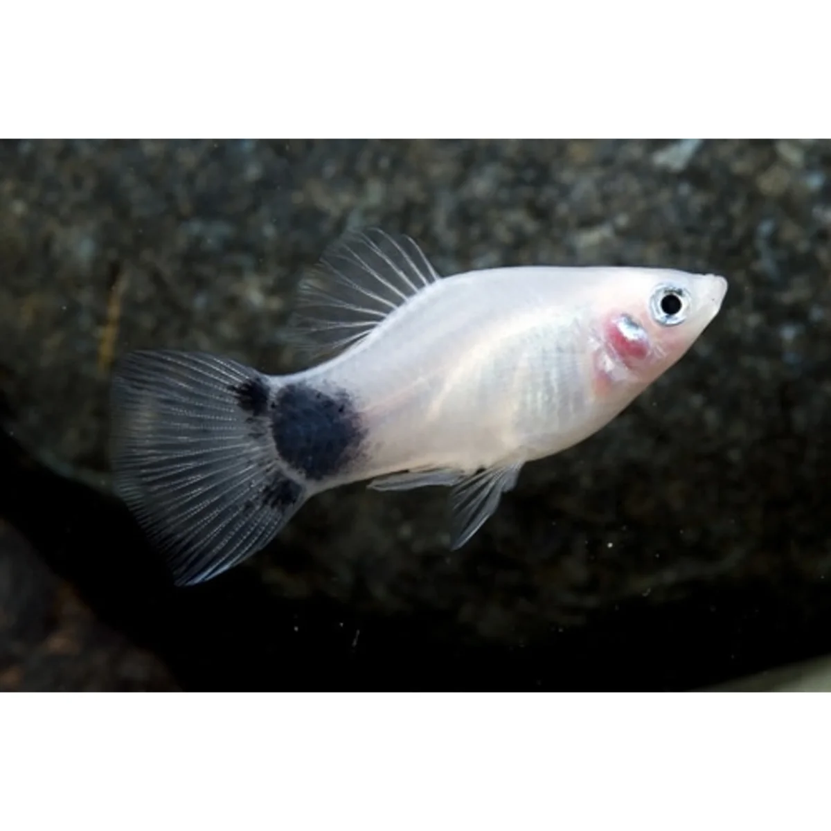 Xiphophorus maculatus (platy) “mickey mouse” - immagine 2