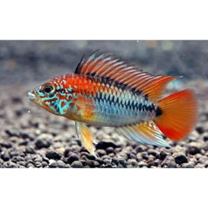 Apistogramma viejeta II