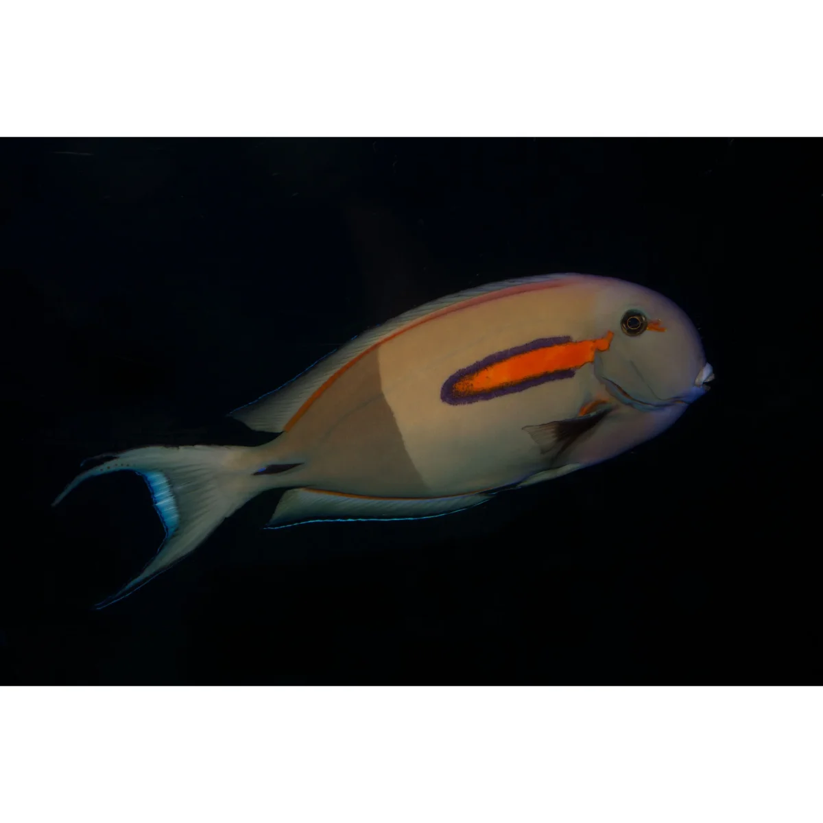 Acanthurus olivaceus