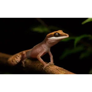 Aeluroscalabotes dorsalis