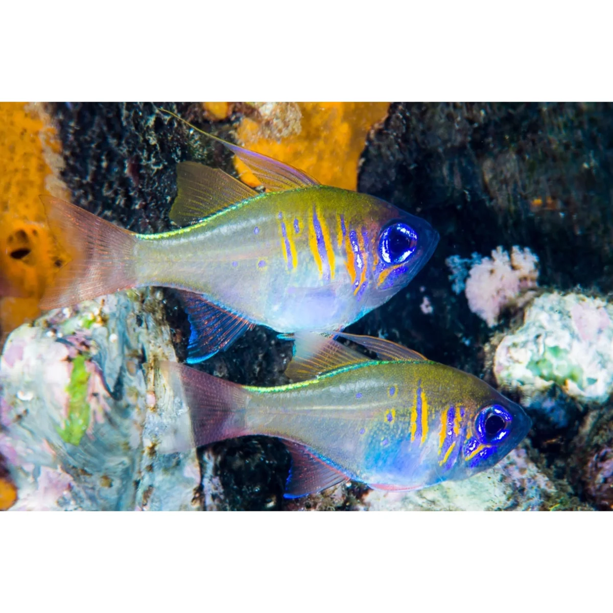 Apogon leptacanthus - immagine 2