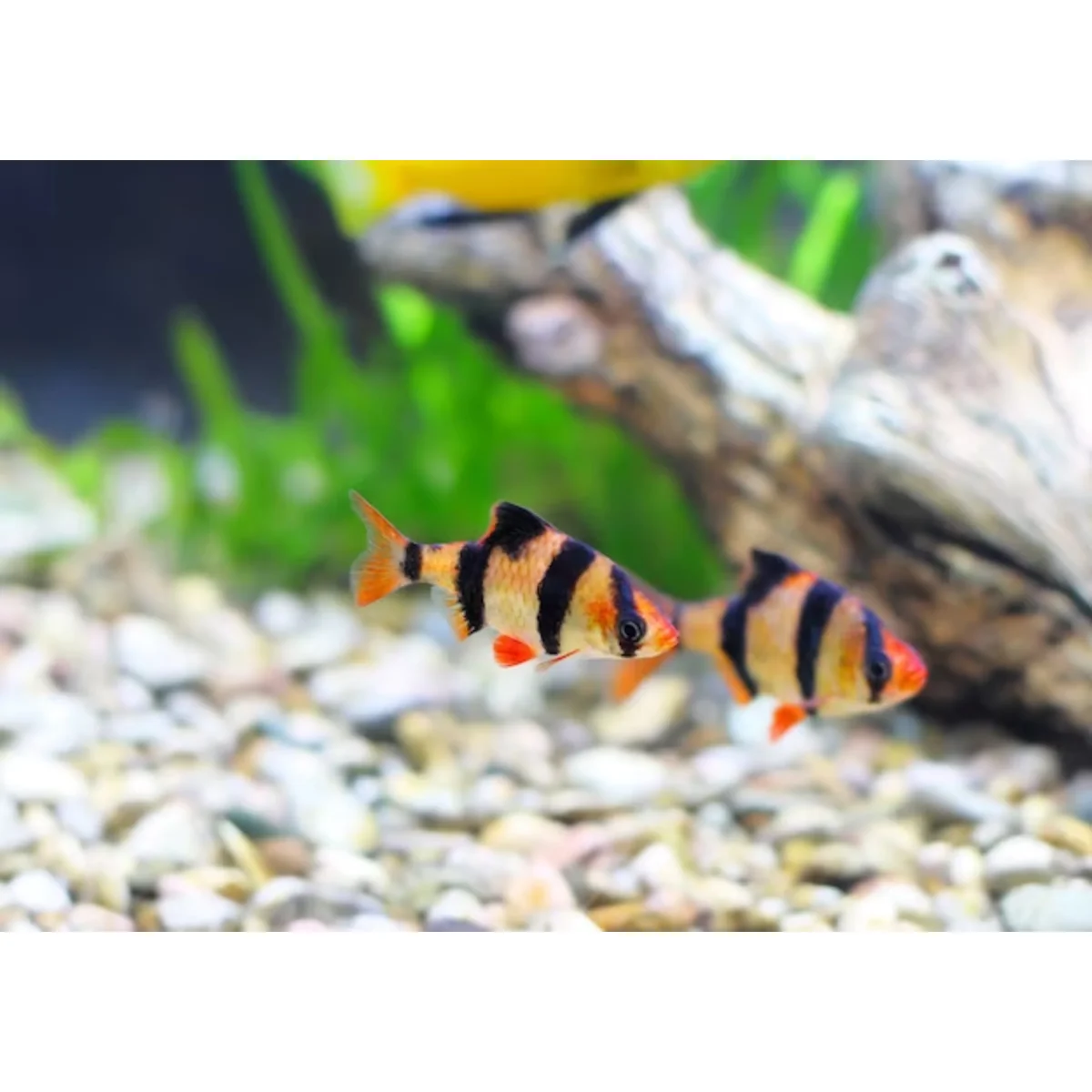 Barbus pentazona - immagine 2