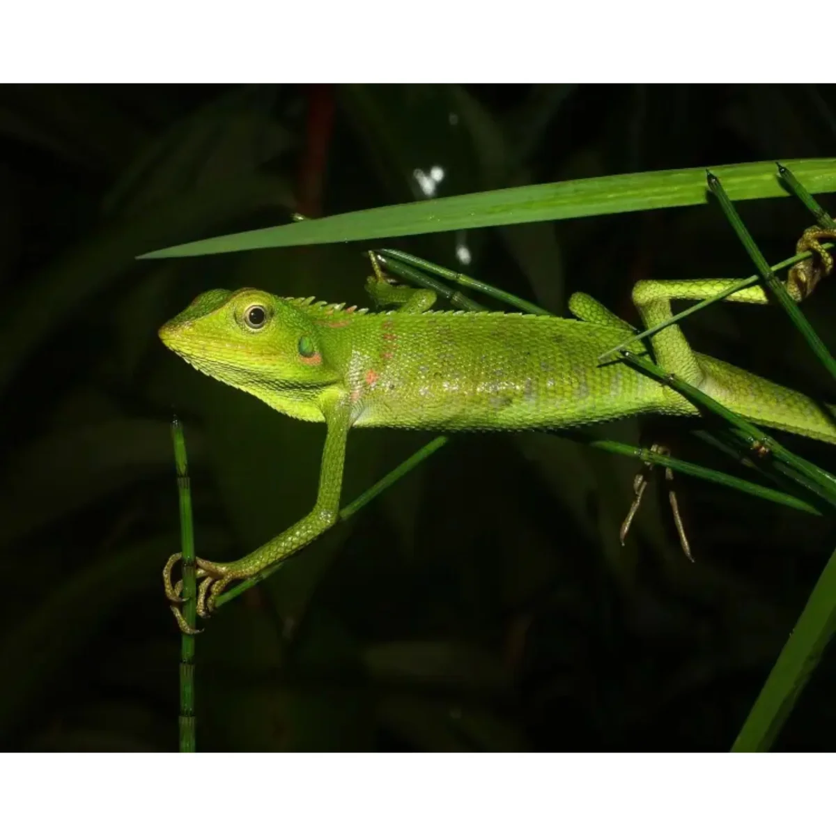 Bronchocela jubata - immagine 3