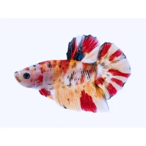 Betta Halfmoon Female Koi