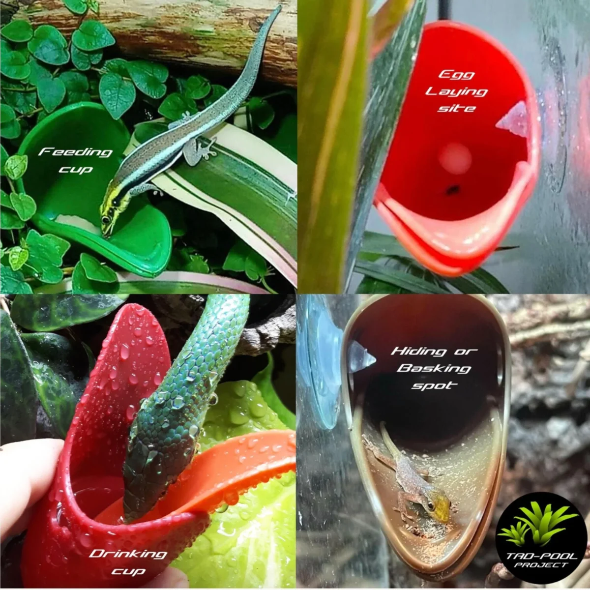 Tad-Pool (riproduzione rane) - immagine 4