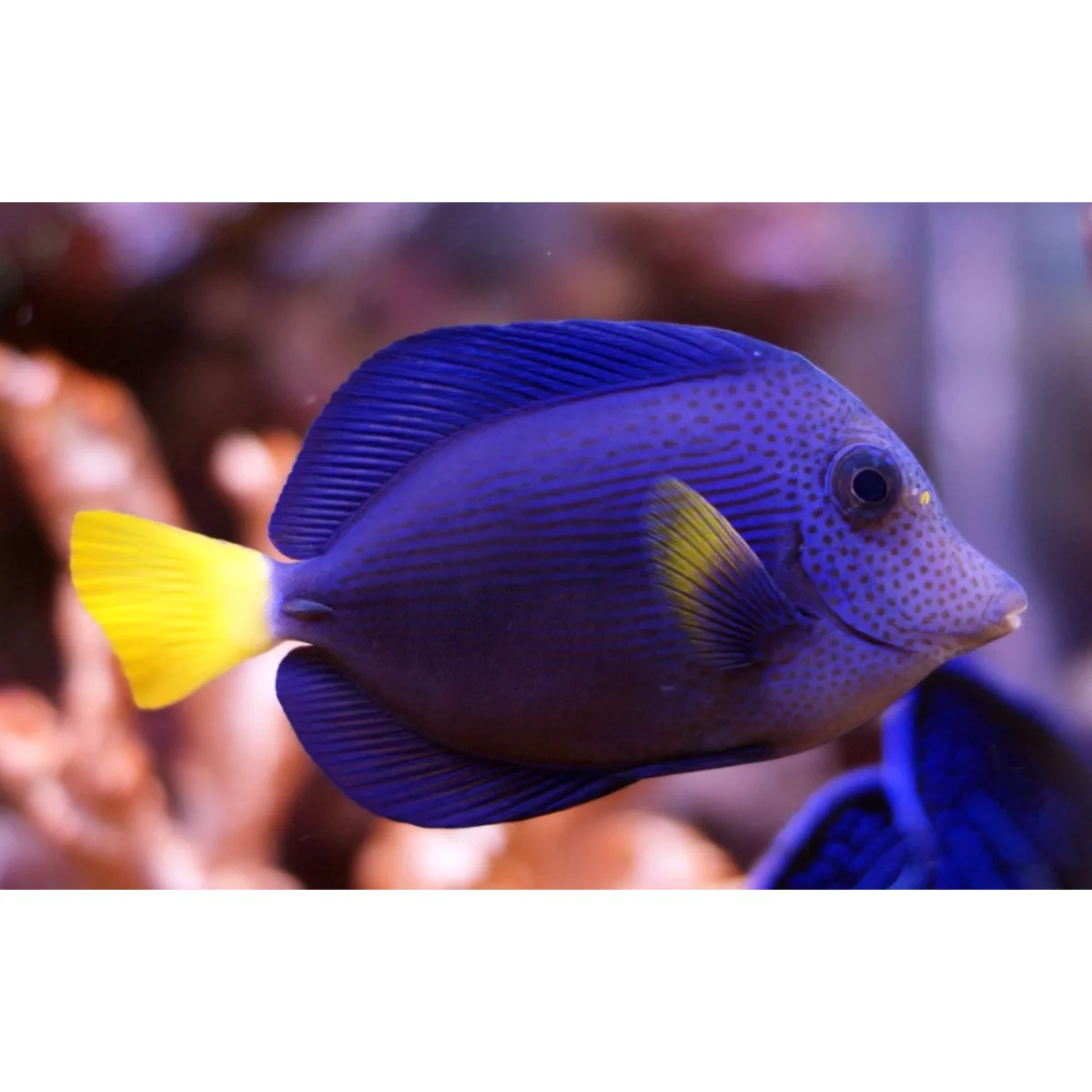 Zebrasoma xanthurum - immagine 4