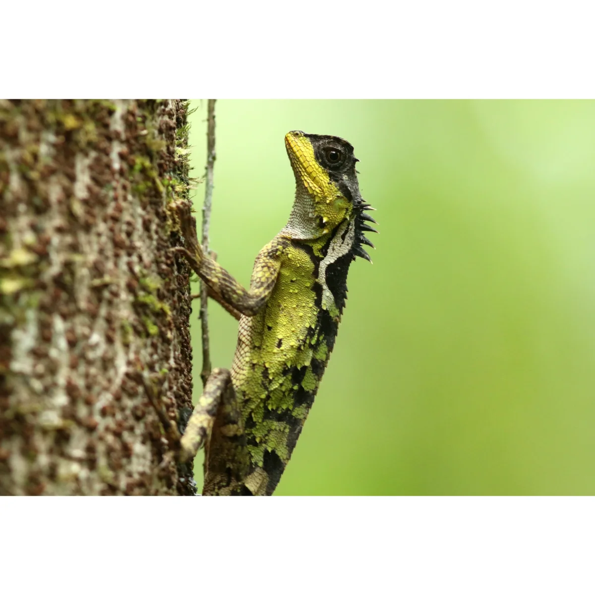 Acanthosaura lepidogaster - immagine 4