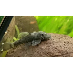 Ancistrus green dragon