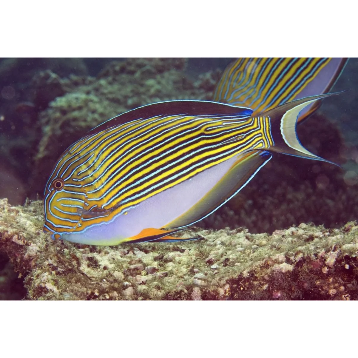Acanthurus lineatus - immagine 4