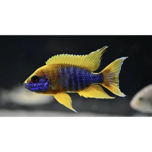 Aulonocara jacobfreibergi