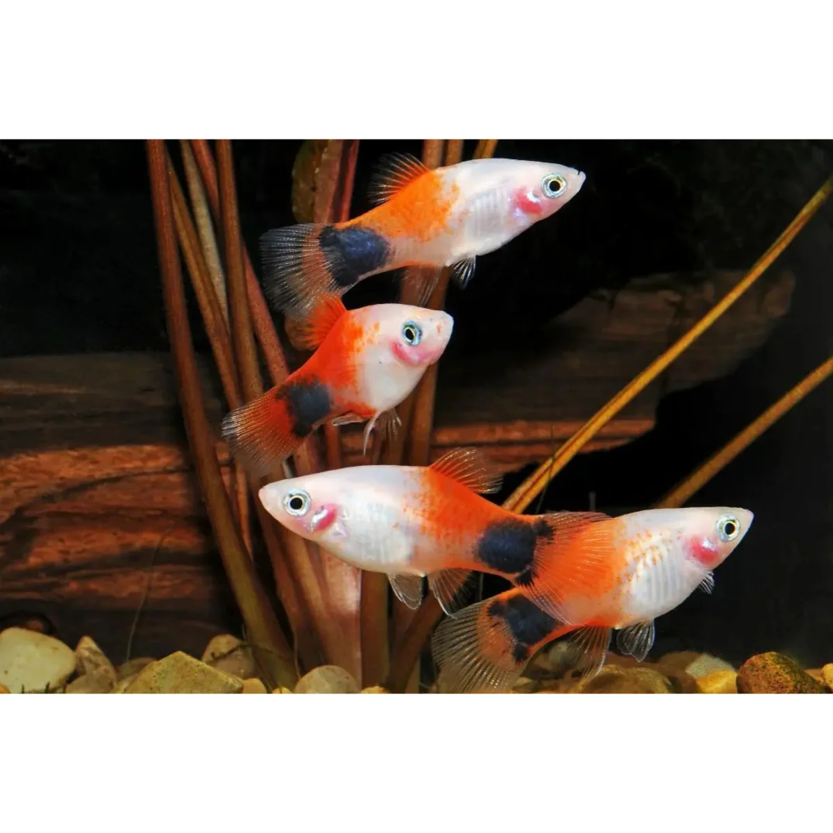 Xiphophorus maculatus (platy) “mickey mouse” - immagine 3