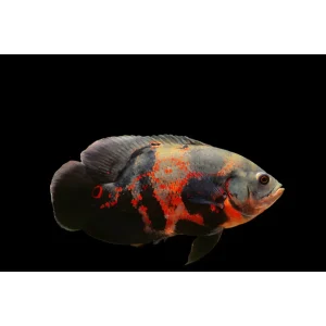 Astronotus Ocellatus tiger oscar
