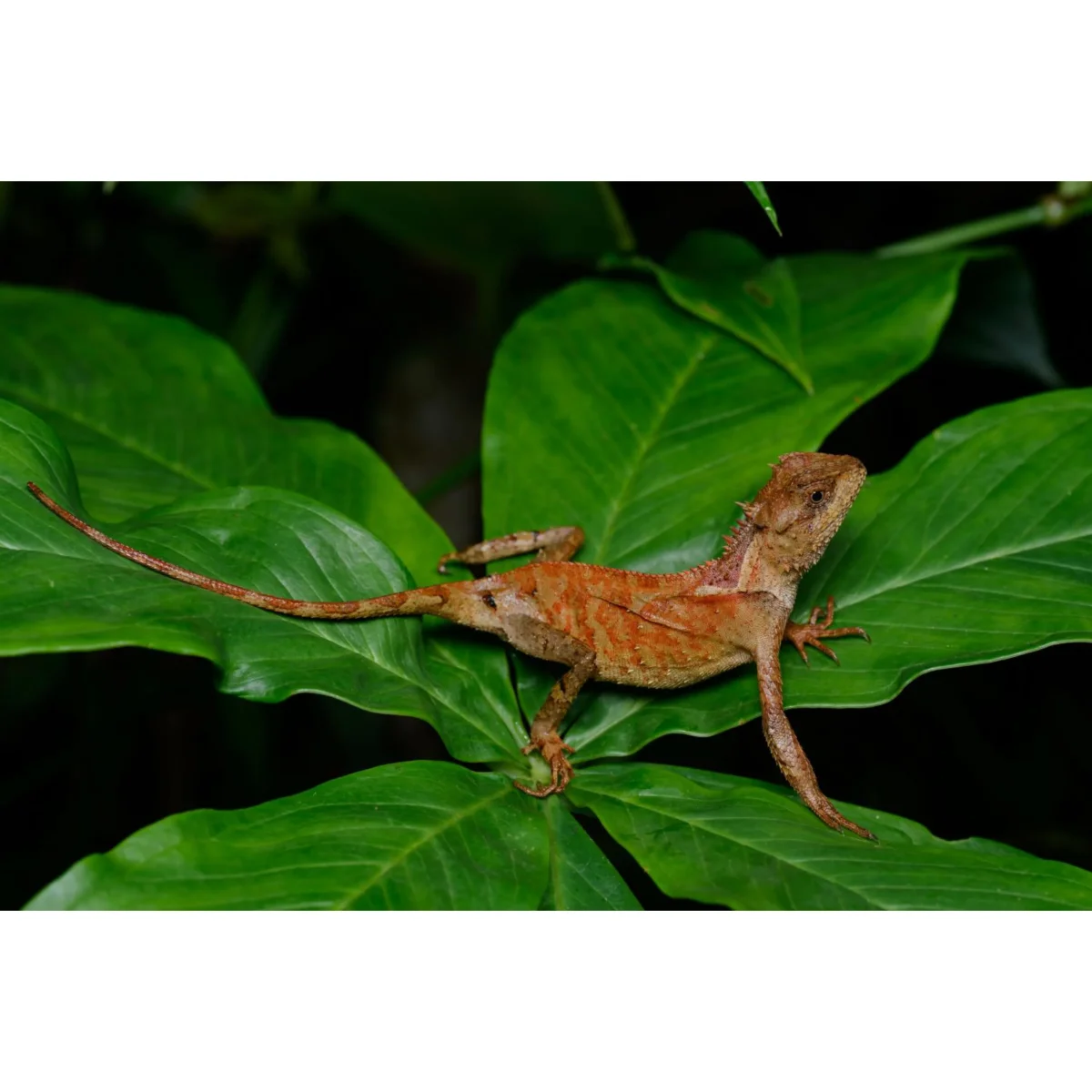 Acanthosaura lepidogaster - immagine 3